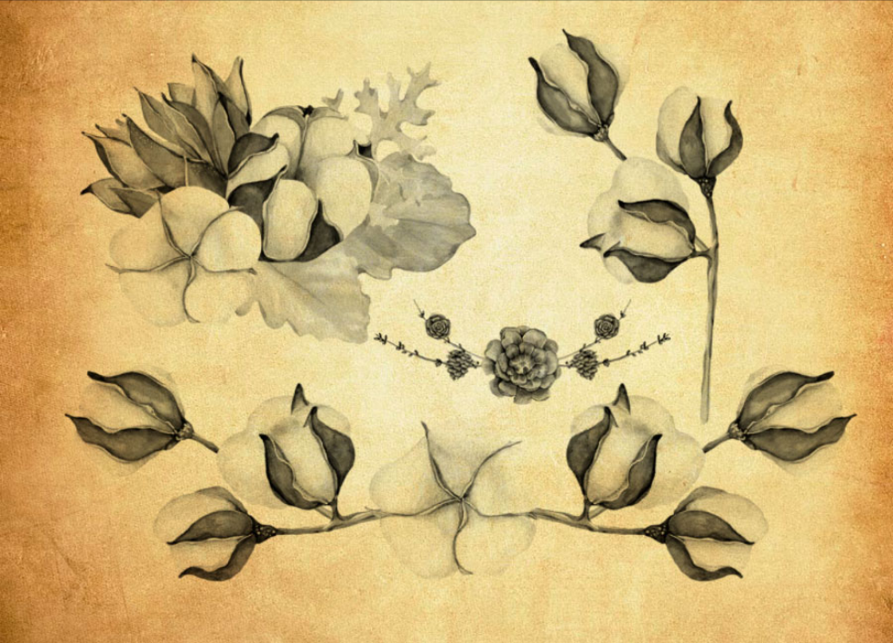 水彩棉花和花枝PS笔刷 - 多功能水彩棉花和花枝素材，适用于各类设计项目-25虚拟网