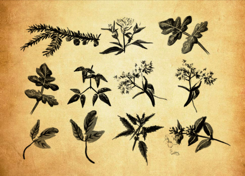 水彩植物和藤蔓PS笔刷资源 - 精选水彩植物和藤蔓元素，适用于植物花卉类设计-25虚拟网