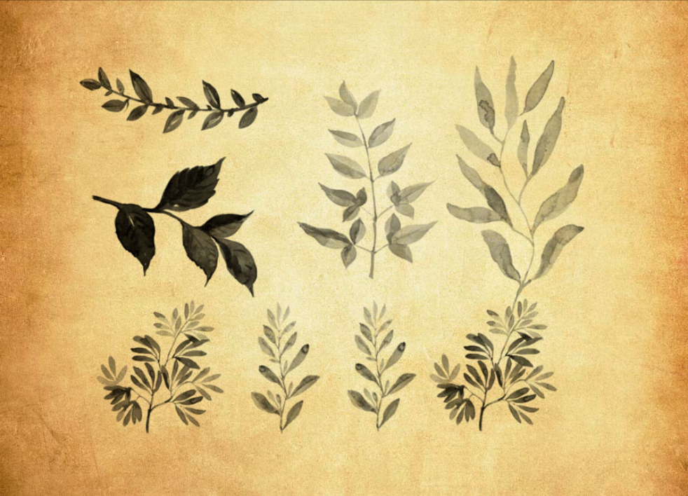 水彩藤蔓和藤叶PS笔刷 - 专业水彩藤蔓和藤叶设计素材，适配Photoshop各类创作场景-25虚拟网