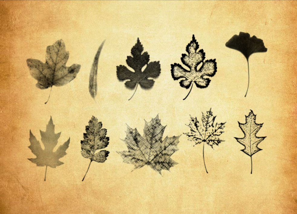 精选秋季落叶和树叶PS笔刷 - 高品质秋季落叶和树叶资源,提升设计专业度-25虚拟网