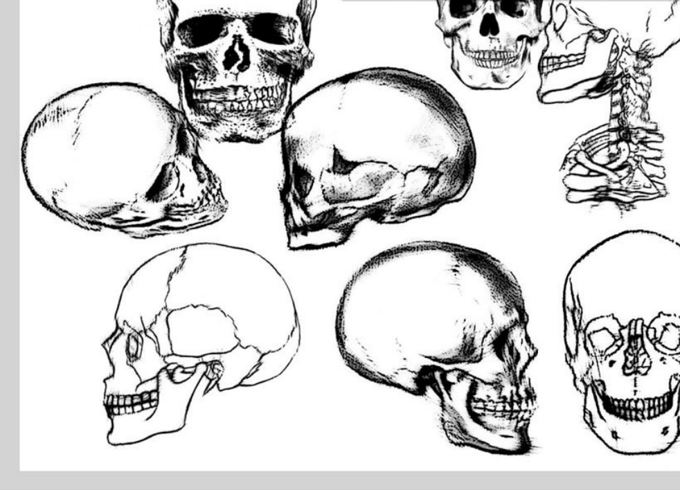 素描风格骷髅头PS笔刷 - 专业素描风格骷髅头设计素材，适配Photoshop各类创作场景-25虚拟网