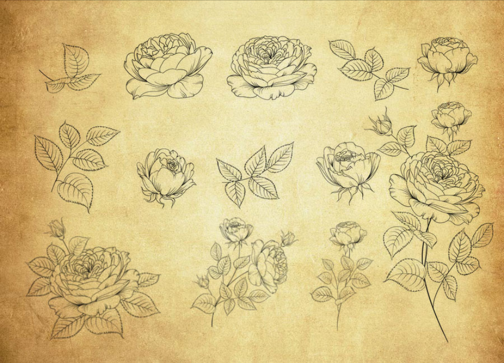 精选线描花朵和叶子PS笔刷 - 高品质线描花朵和叶子资源，提升设计专业度-25虚拟网