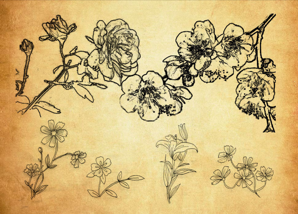 线描花朵花枝PS笔刷资源 - 精选线描花朵花枝元素，适用于植物花卉类设计-25虚拟网