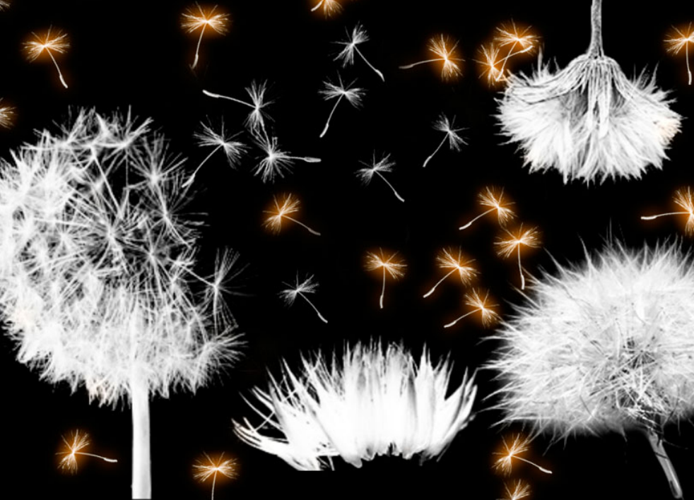 优质简约风格分割线装饰PS笔刷下载 – 提升简约风格分割线装饰设计效率，新手也能轻松上手-25虚拟网