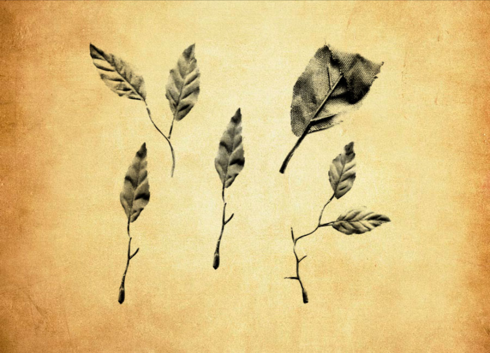 颓废的枝叶和树叶PS笔刷 - 多功能颓废的枝叶和树叶素材,适用于各类设计项目-25虚拟网