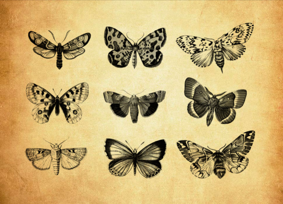 飘逸的蝴蝶和飞蛾PS笔刷资源 - 精选飘逸的蝴蝶和飞蛾元素，适配动物类设计-25虚拟网