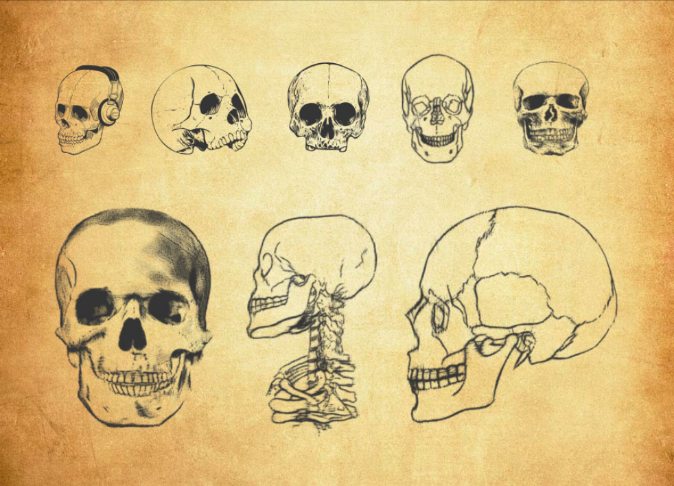 骷髅头图案PS笔刷 - 多功能骷髅头图案素材，适用于各类设计项目-25虚拟网