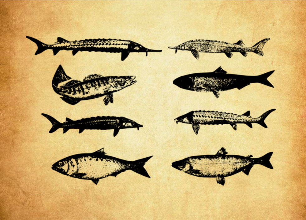 高清晰热带植物装饰PS笔刷 - 高效高清晰热带植物装饰设计工具，节省80%手动绘制时间-25虚拟网