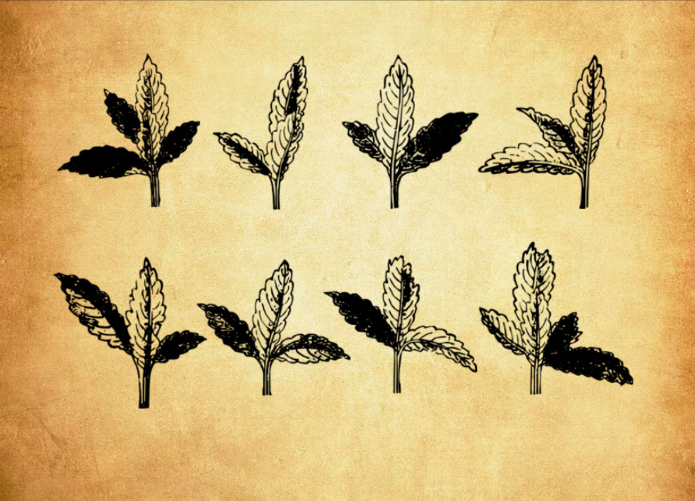 高清晰热带植物装饰PS笔刷 - 高效高清晰热带植物装饰设计工具，节省80%手动绘制时间-25虚拟网