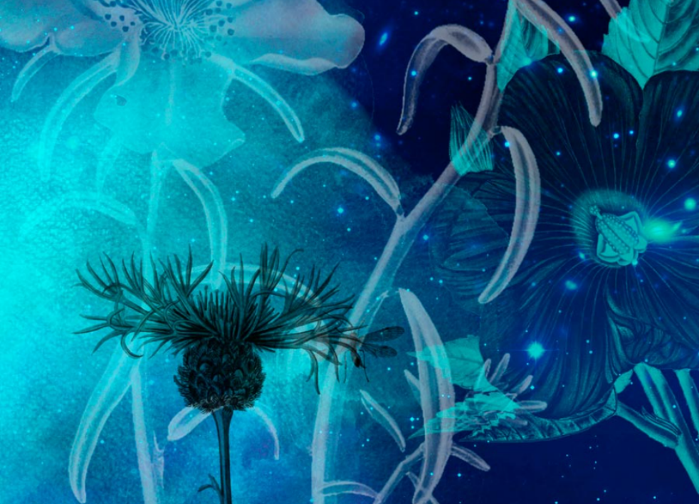 优质高清晰菊花花束PS笔刷下载 - 提升高清晰菊花花束设计效率,新手也能轻松上手-25虚拟网